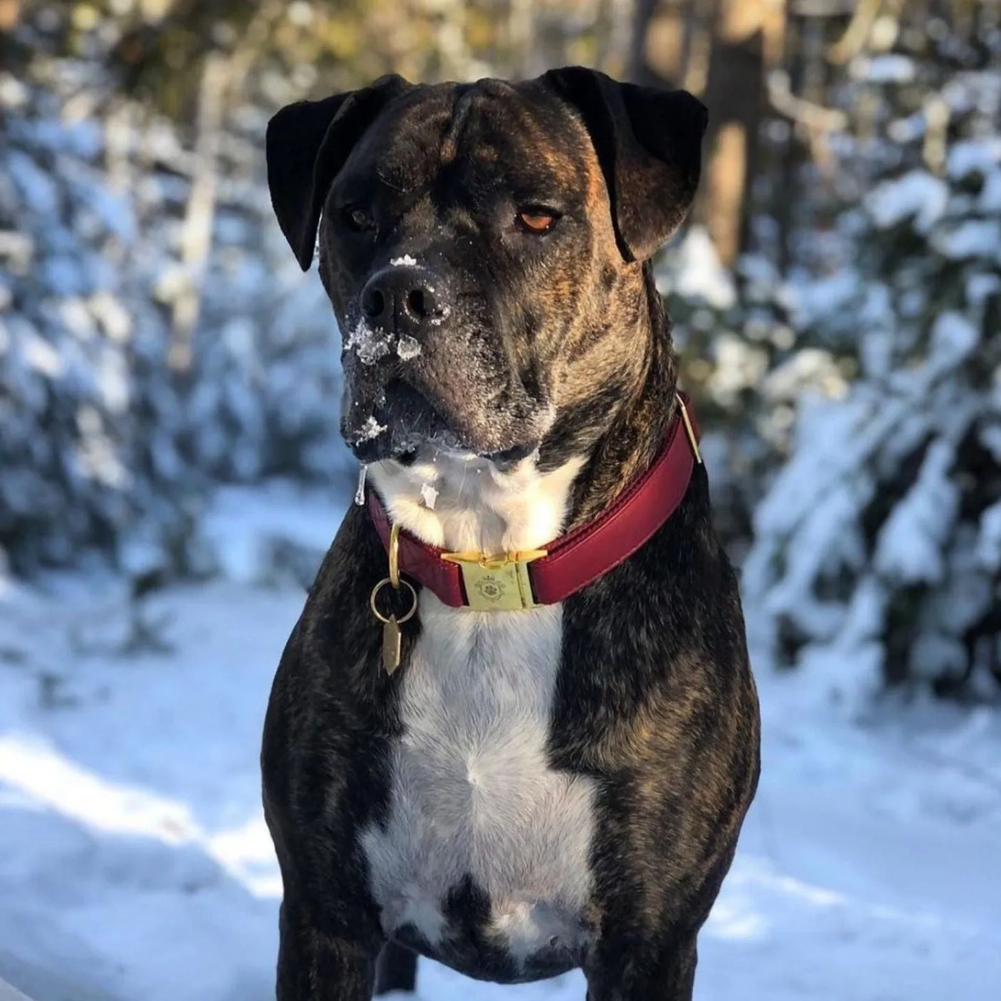 Maple Leaf Collar