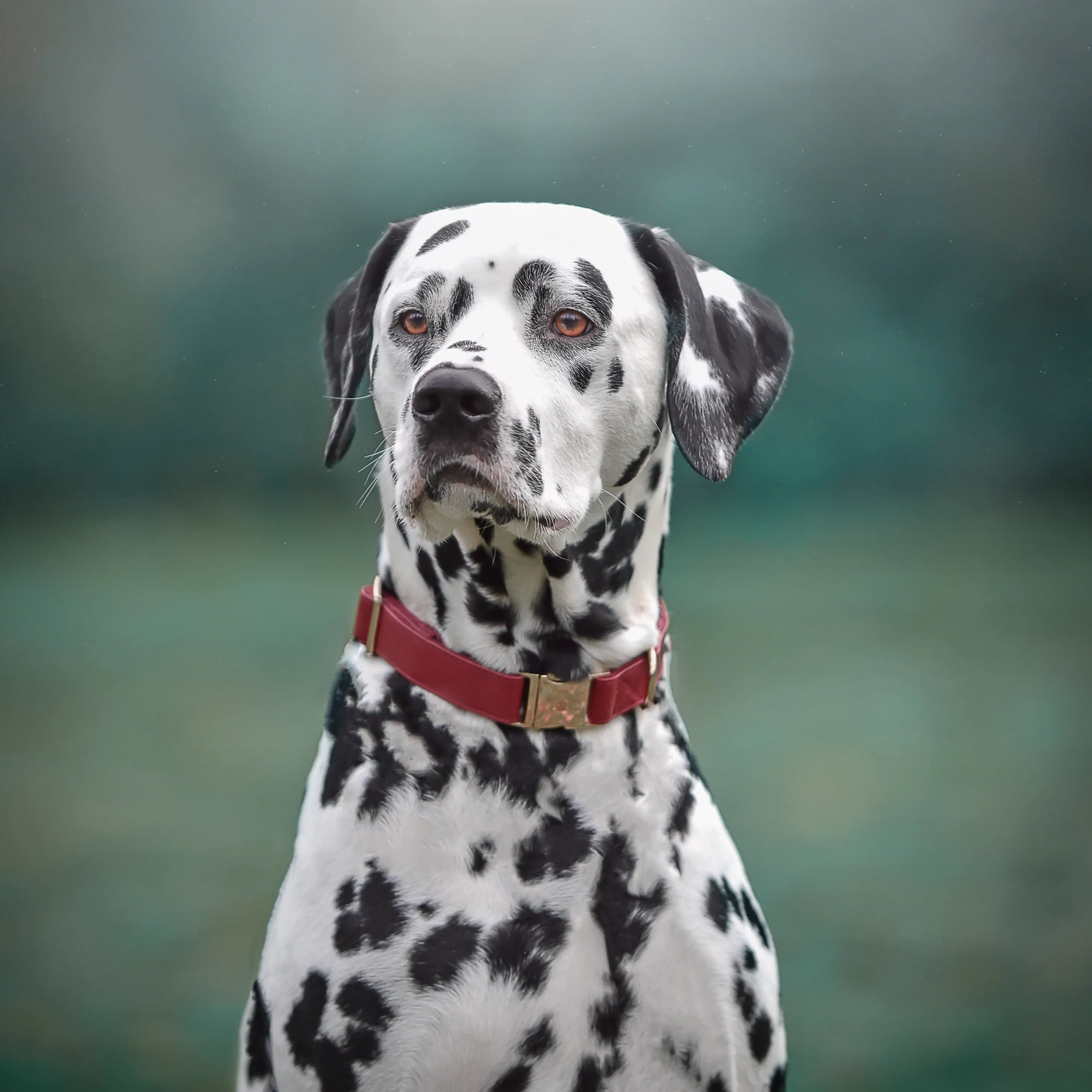 Maple Leaf Collar